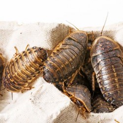 Dubia Hamam Böceği 0,5 - 1 cm  