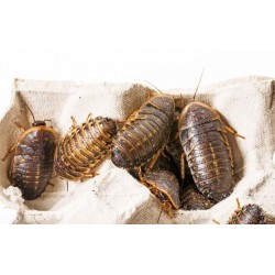Dubia Hamam Böceği 0,5 - 1 cm  