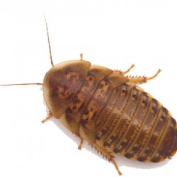 Dubia Hamam Böceği 0,5 - 1 cm  