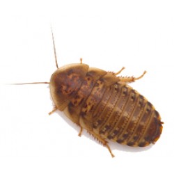 Dubia Hamam Böceği 0,5 - 1 cm  