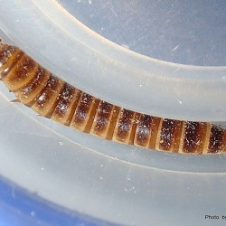 BUFFALO KURDU (Alphitobius diaperinus)  (1-1.5 cm) 100 Adet