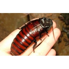 Madagaskar Hamam Böceği (0,5-1 cm) 