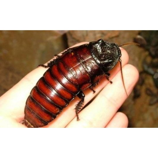 Madagaskar Hamam Böceği (0,5-1 cm)