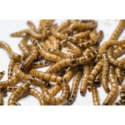 Morio Kurdu  Adet 3-4 cm(orta boy) 1000 adet