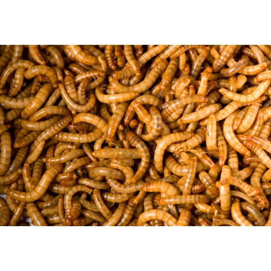 Un Kurdu 2-3 cm boy net: 100 gr 1000 Adet