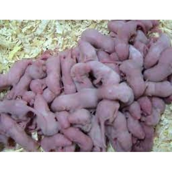 DONDURULMUŞ YENİ DOĞMUŞ LAB PİNKİSİ 10 LU