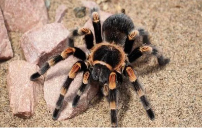 Tarantula