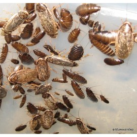 Losbter Hamam Böceği 1,5 -2 - 2.5
