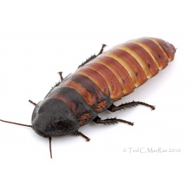 Madagaskar Hamam Böceği (0,5-1 cm) 
