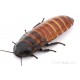 Madagaskar Hamam Böceği (0,5-1 cm)