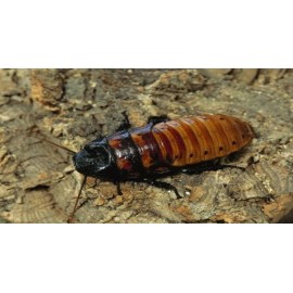 Madagaskar Hamam Böceği (0,5-1 cm) 