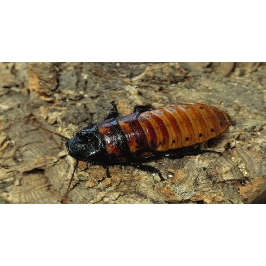 Madagaskar Hamam Böceği (0,5-1 cm)