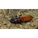 Madagaskar Hamam Böceği (0,5-1 cm)