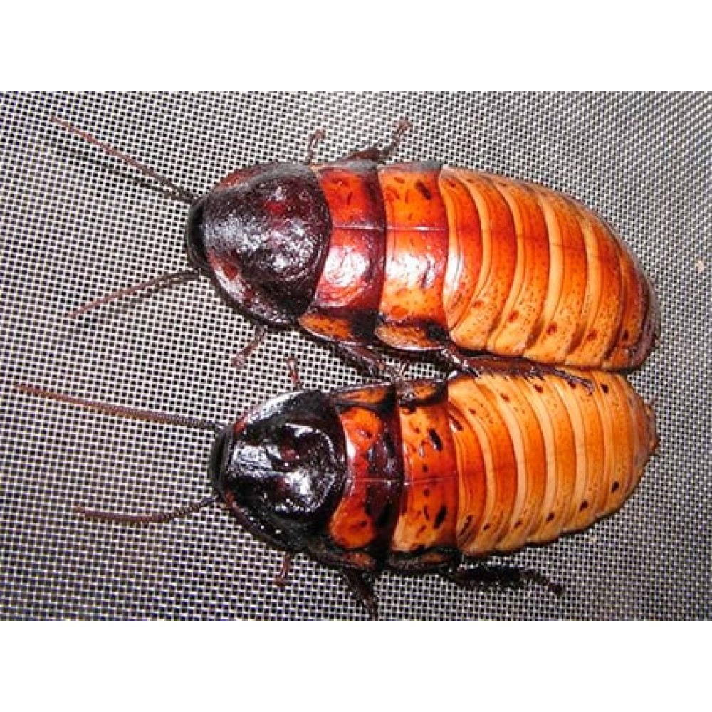 Madagaskar Hamam Böceği (0,5-1 cm) 