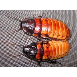 Madagaskar Hamam Böceği (0,5-1 cm) 