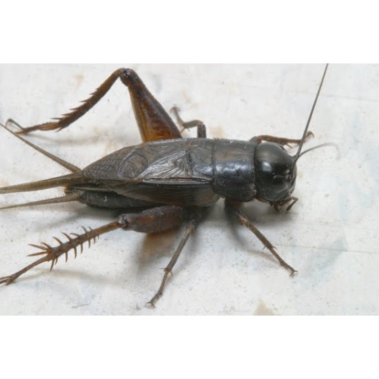 CIRCIR BÖCEĞİ 2-4 mm