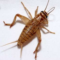 CIRCIR BÖCEĞİ 0,5-1 cm