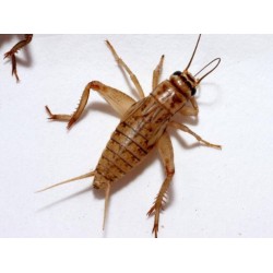 CIRCIR BÖCEĞİ 0,5-1 cm