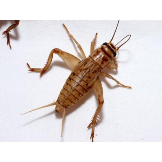 CIRCIR BÖCEĞİ 2-4 mm