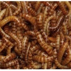 BUFFALO KURDU (Alphitobius diaperinus)  (1-1.5 cm) 100 Adet