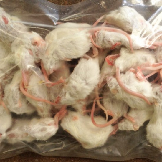 DONDURULMUŞ VEYA CANLI FARE