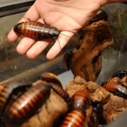 Madagaskar Hamam Böceği (0,5-1 cm)