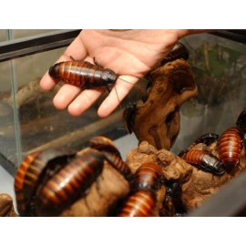 Madagaskar Hamam Böceği (0,5-1 cm) 
