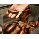 Madagaskar Hamam Böceği (0,5-1 cm)