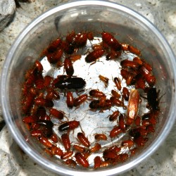 Tartara hamam böceği 1 1,5 cm (orta boy)
