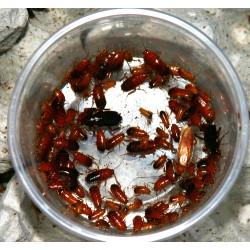 Tartara hamam böceği 1 1,5 cm (orta boy)