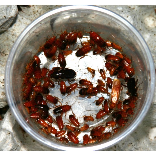 Tartara hamam böceği 1 1,5 cm (orta boy)