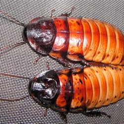 Madagaskar Hamam Böceği (0,5-1 cm)