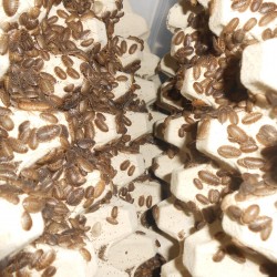 Dubia Hamam Böceği 2 - 2,5 cm