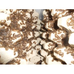 Dubia Hamam Böceği 2 - 2,5 cm