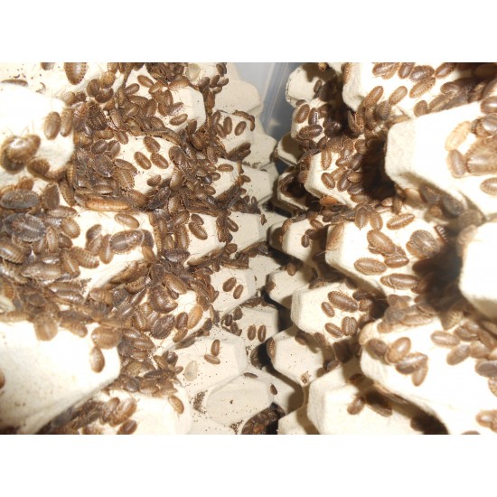 Dubia Hamam Böceği 2 - 2,5 cm