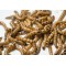 Morio Kurdu  Adet 5-6 cm(büyük boy) 1000 adet