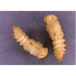 Un Kurdu Pupa Evresi