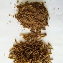 Un Kurdu Kurutulmuş Toz Hali 100 gr