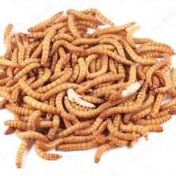 Un Kurdu 2-3 cm boy net: 10 gr 100 Adet