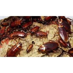 AMERİKAN hamam böceği / Periplaneta americana 0,5-1-1,5 cm arası 