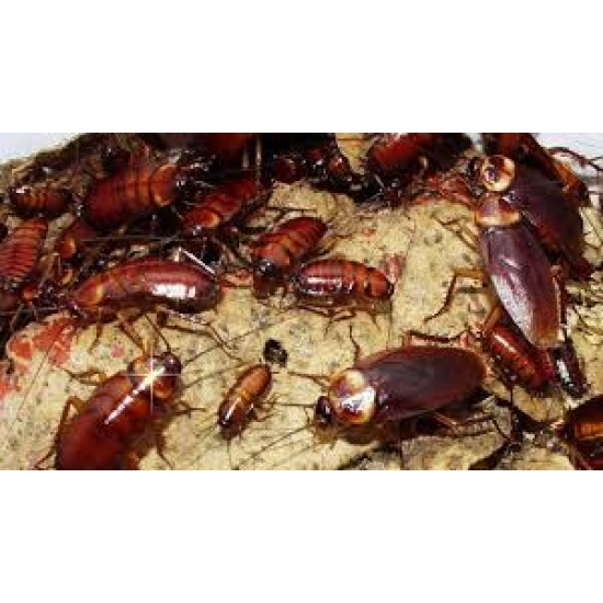 AMERİKAN hamam böceği / Periplaneta americana 0,5-1-1,5 cm arası
