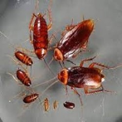 Tartara hamam böceği 0,5-1 cm (küçük boy)