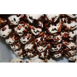Tartara hamam böceği 1 1,5 cm (orta boy)