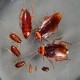 Tartara hamam böceği 0,5-1 cm (küçük boy)