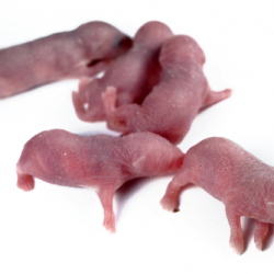 DONDURULMUŞ YENİ DOĞMUŞ LAB PİNKİSİ 10 LU