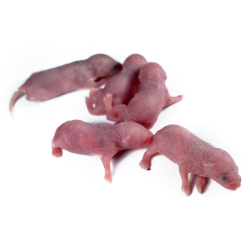 DONDURULMUŞ YENİ DOĞMUŞ LAB PİNKİSİ 10 LU