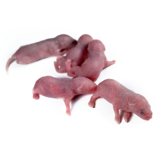 DONDURULMUŞ YENİ DOĞMUŞ LAB PİNKİSİ 10 LU