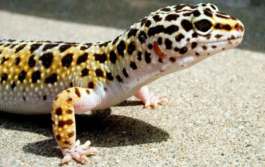 Leopard Gecko