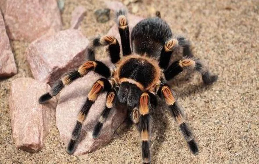 Tarantula